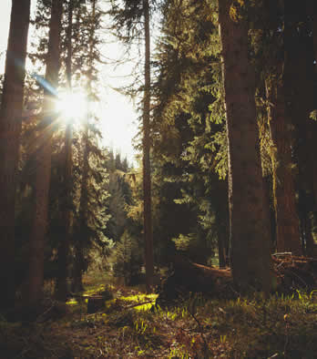 website template image