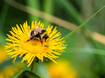 website template image